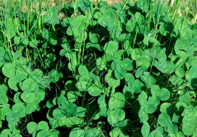 Clover Clover