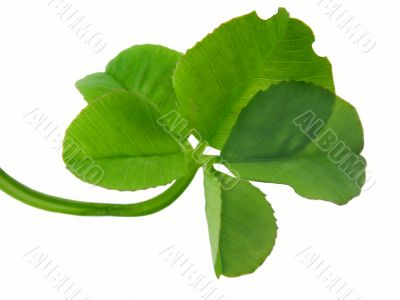 Clover of four leaves isolated on white