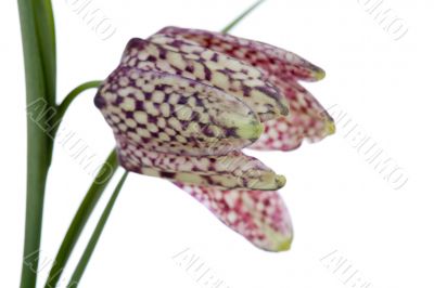 Guinea hen flower