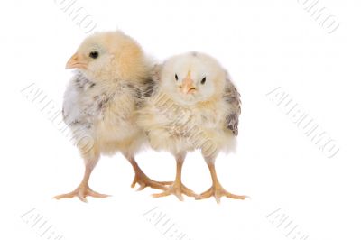 Two weeks old chicks Two weeks old chicks