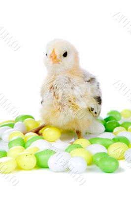 Easter chick