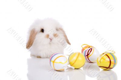 Funny bunny Funny bunny