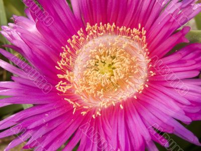 Hottentot fig Hottentot fig