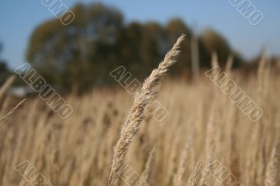 dry marsh herb