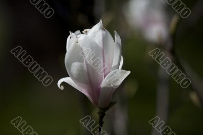 magnolia
