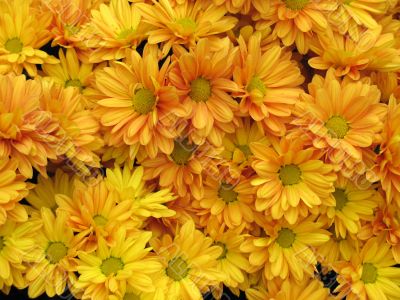 Chrysanthemums