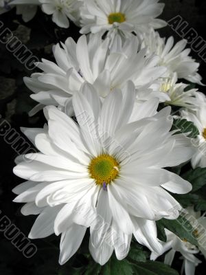 Chrysanthemums Chrysanthemums