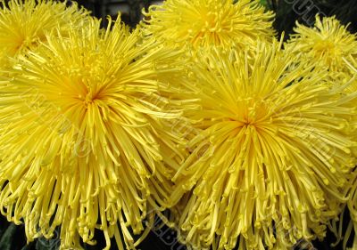 Chrysanthemums Chrysanthemums