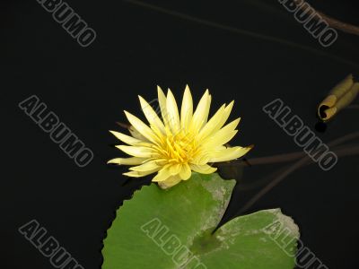 Water lily Water lily