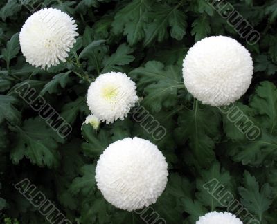 Chrysanthemums Chrysanthemums