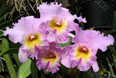 Orchids Orchids