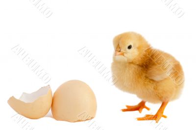 Adorable baby chick