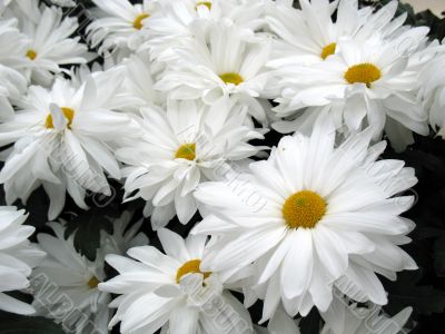 Chrysanthemums Chrysanthemums
