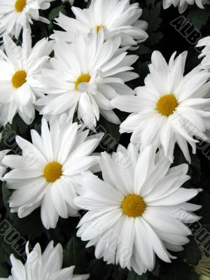 Chrysanthemums Chrysanthemums