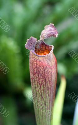 Pitcher plant