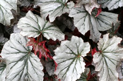 Angel-wing begonia