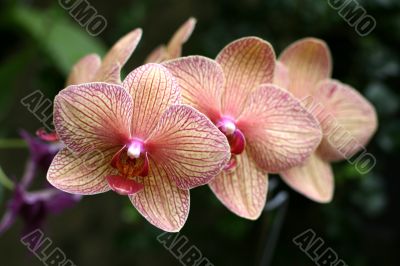 Orchids Orchids