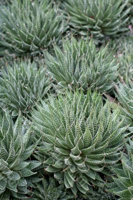 Guinea-fowl aloe