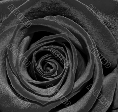 Black Rose