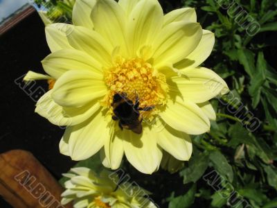 a bee sitting on the flower