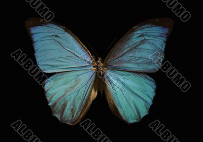 blue morpho butterfly