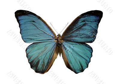 blue morpho butterfly