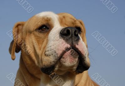 english bulldog