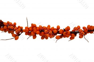 Sea-Buckthorn