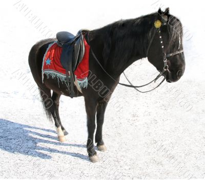 Black horse.