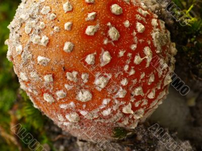 fly agaric