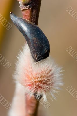 pussy-willow close up