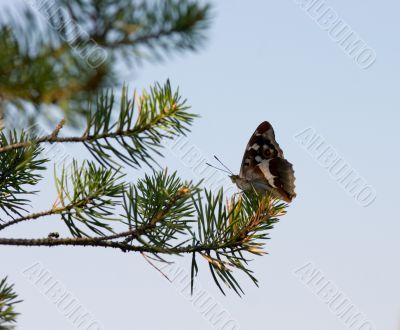The butterfly on a pine