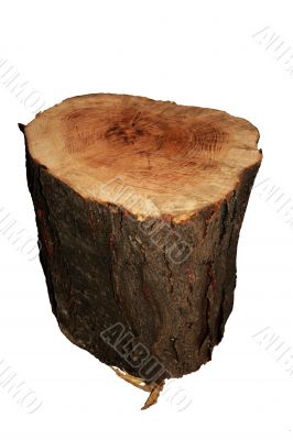 Tree cut on a white background