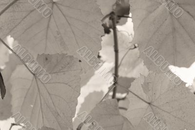 Beautiful background leave