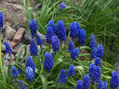 Blue flowers