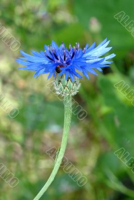 Dark blue field flower