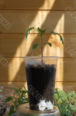 plant