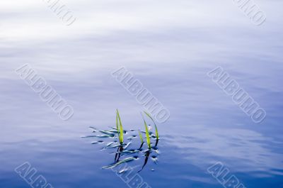 Grass in water surface