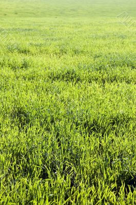 Grassland background