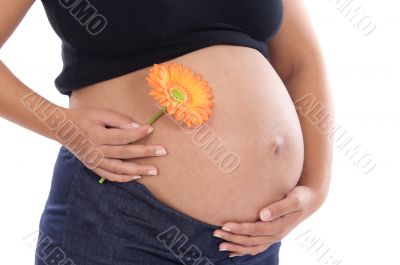 Pregnant whit flower Pregnant whit flower