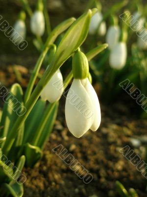 tender snowdrop