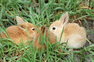 rabbits conference