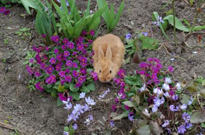 red rabbits among spring flowers