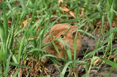 small red rabbit conceal among green grass