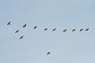 birds of passage birds of passage