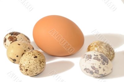 quail and hen`s egg