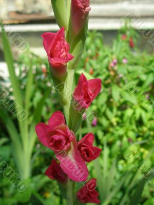 closeup of pink gladiolus