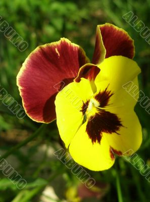 closeup of bright pansy