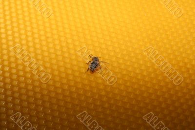 bee sitting on wax sheet
