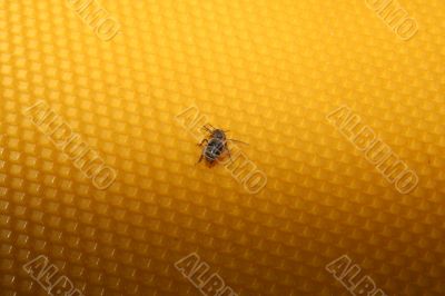 bee sitting on wax sheet bee sitting on wax sheet